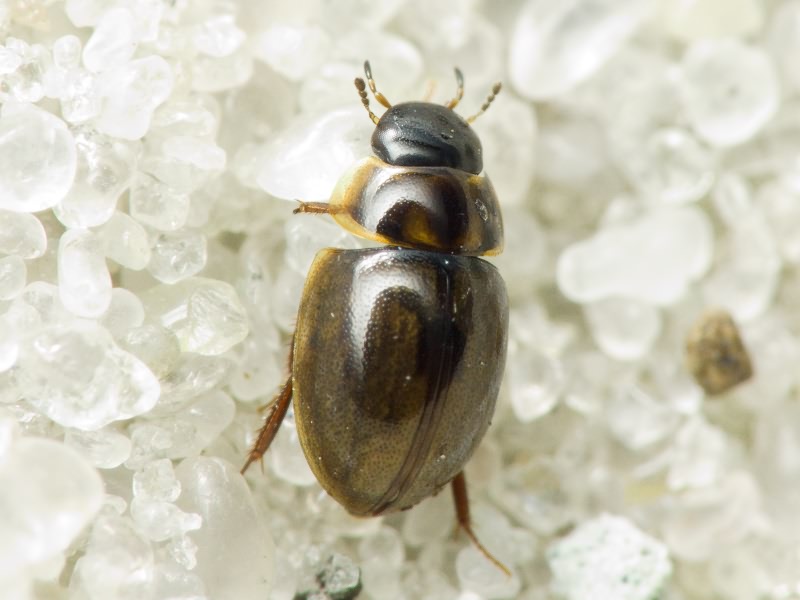 Anacaena limbata (Fabricius, 1792)
